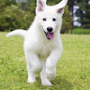 Meet your Posher, Daddy